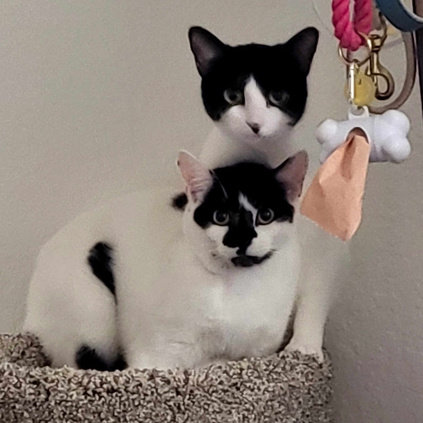 Khaleesi And Tyrion