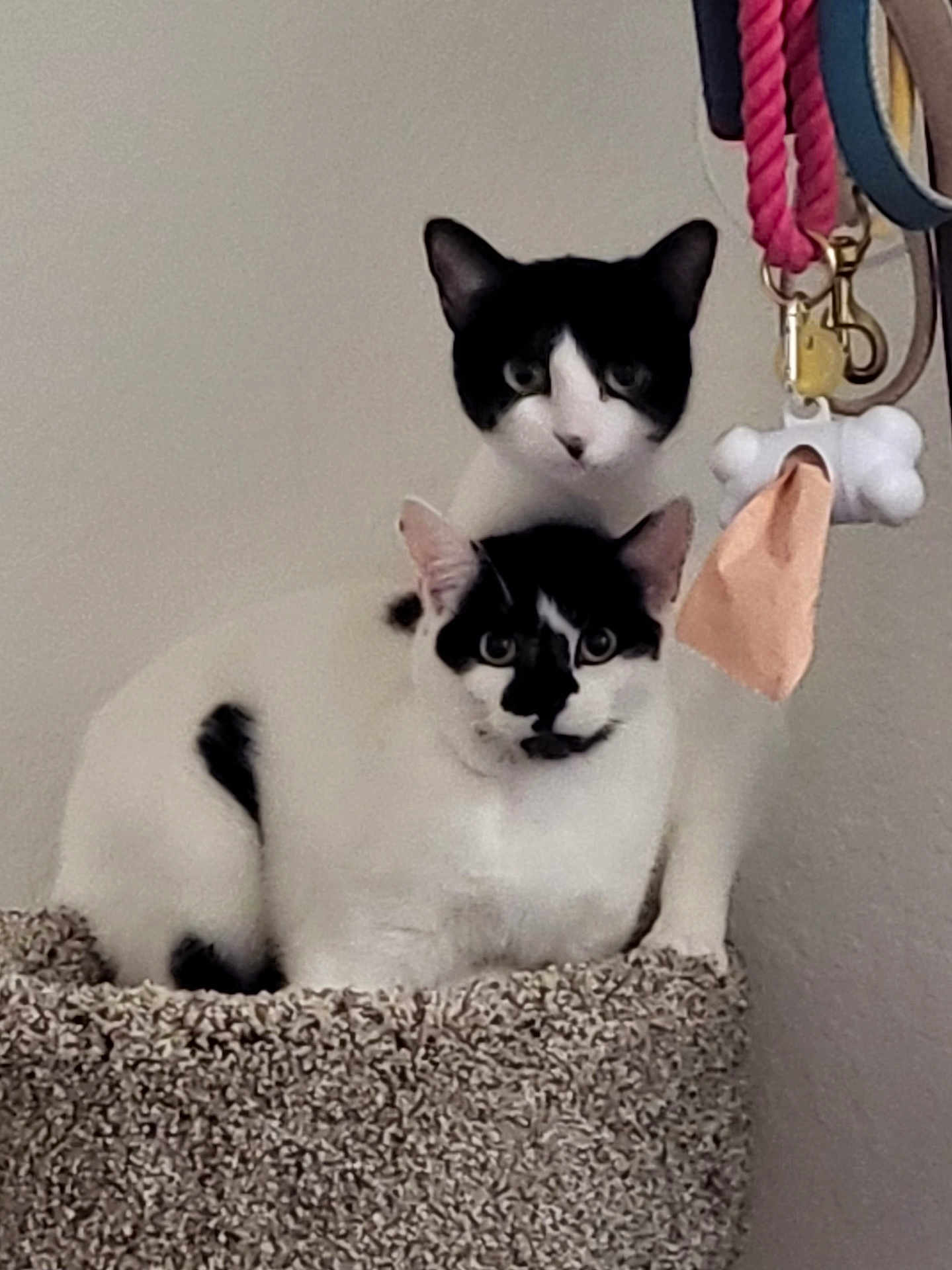 Khaleesi And Tyrion