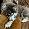 puppy, dog, husky, fluffy, sleepy, couch, pillows, brown, mustard, cozy, indoors, resting, cute, pet, fur, animal, relaxed, soft, comfort, domestic