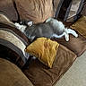 dog, puppy, couch, brown_couch, pillows, striped_pillow, yellow_pillow, relaxing, indoor, furniture, carpet, fluffy_dog, pet, resting, sleeping_dog, cozy, home, living_room, canine, animal