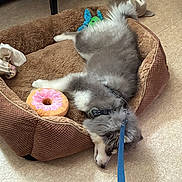 Khal Drogo a rejoint le concours — aidez-le/la à gagner de superbes lots ! puppy, dog, dog_bed, toy, plush_toy, leash, floor, resting, sleeping, cozy, indoor, pet, fur, cute, animal, pet_accessory, brown, gray, white, relaxed