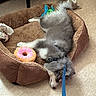 puppy, dog, dog_bed, toy, plush_toy, leash, floor, resting, sleeping, cozy, indoor, pet, fur, cute, animal, pet_accessory, brown, gray, white, relaxed