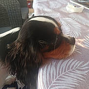 Bahia participe au concours pour gagner de l'argent avec cette photo : dog, pet, animal, tricolor, resting, table, tablecloth, pattern, indoor, calm, waiting, closeup, side_view, fur, ears, snout, domestic_animal, companion, cute, relaxed