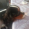 animal, calm, closeup, companion, cute, dog, domestic_animal, ears, fur, indoor, pattern, pet, relaxed, resting, side_view, snout, table, tablecloth, tricolor, waiting