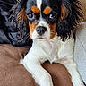 Bahia a rejoint le concours — aidez-le/la à gagner de superbes lots ! dog, puppy, cavalier_king_charles_spaniel, tricolor, pet, animal, cute, fur, ears, eyes, nose, paw, couch, cushion, indoor, closeup, resting, portrait, cozy, home