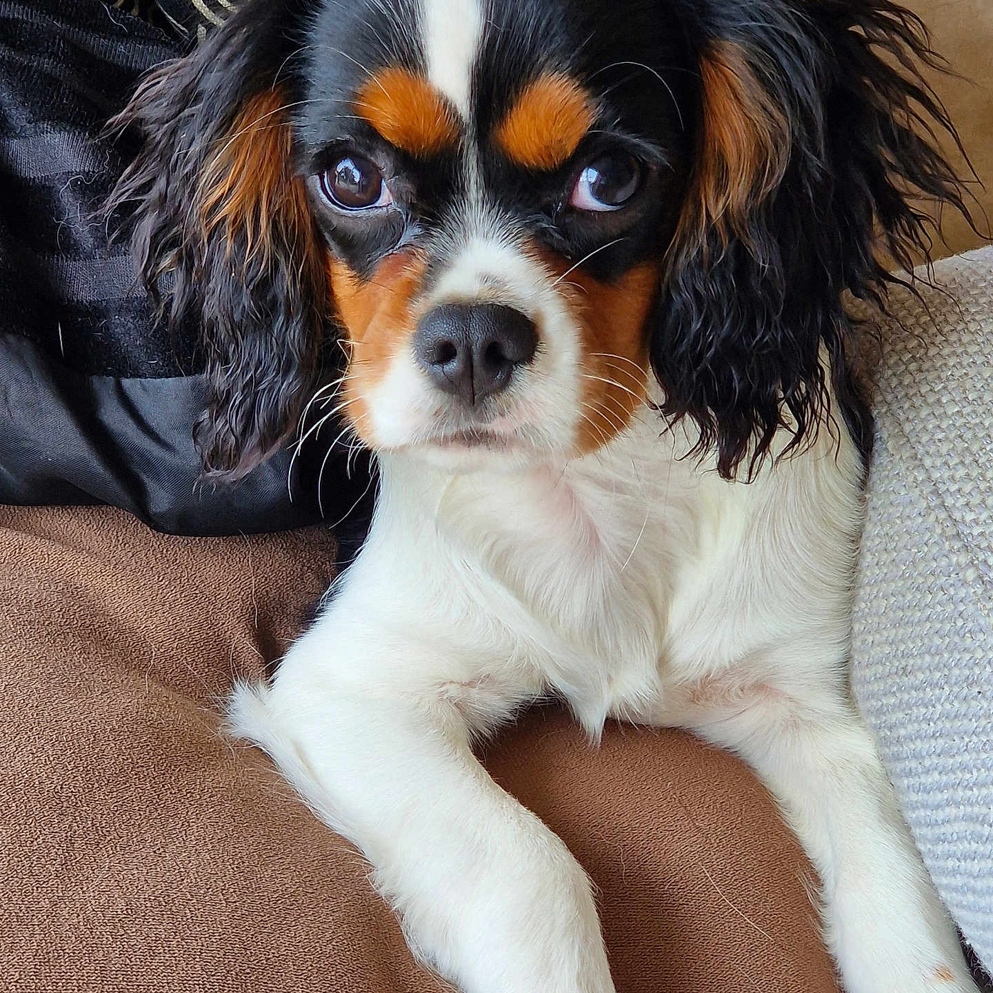 Bahia a rejoint le concours — aidez-le/la à gagner de superbes lots ! dog, puppy, cavalier_king_charles_spaniel, tricolor, pet, animal, cute, fur, ears, eyes, nose, paw, couch, cushion, indoor, closeup, resting, portrait, cozy, home