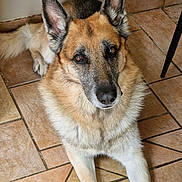 Falco participe au concours pour gagner de l'argent avec cette photo : dog, german_shepherd, pet, animal, indoor, floor, tile_floor, brown_fur, black_fur, ears, face, eyes, nose, lying_down, canine, mammal, looking_up, domestic_animal, companion, resting