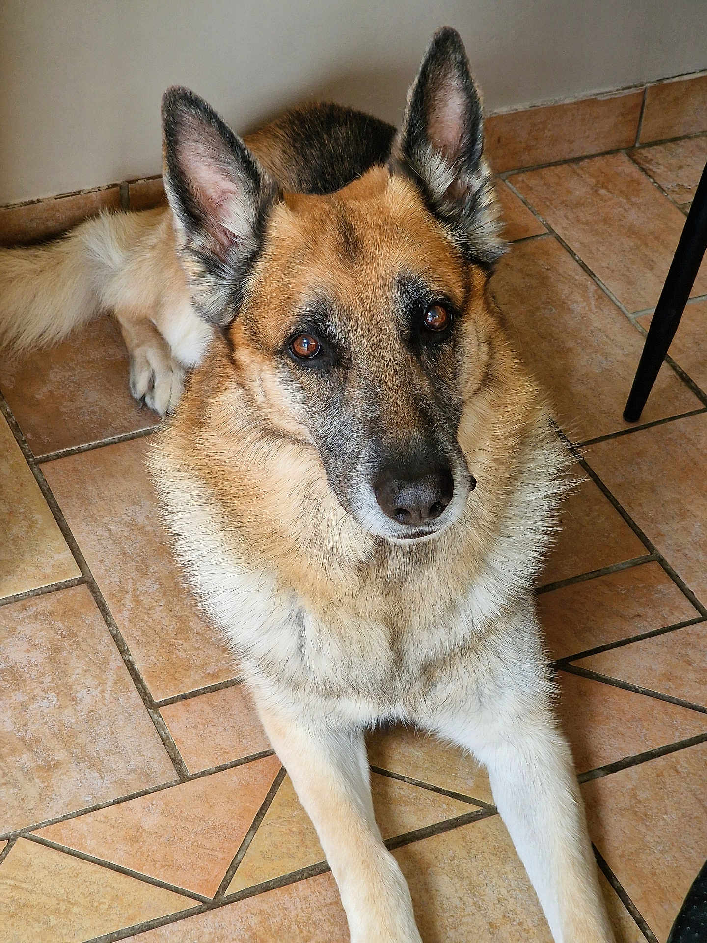 Falco participe au concours pour gagner de l'argent avec cette photo : dog, german_shepherd, pet, animal, indoor, floor, tile_floor, brown_fur, black_fur, ears, face, eyes, nose, lying_down, canine, mammal, looking_up, domestic_animal, companion, resting