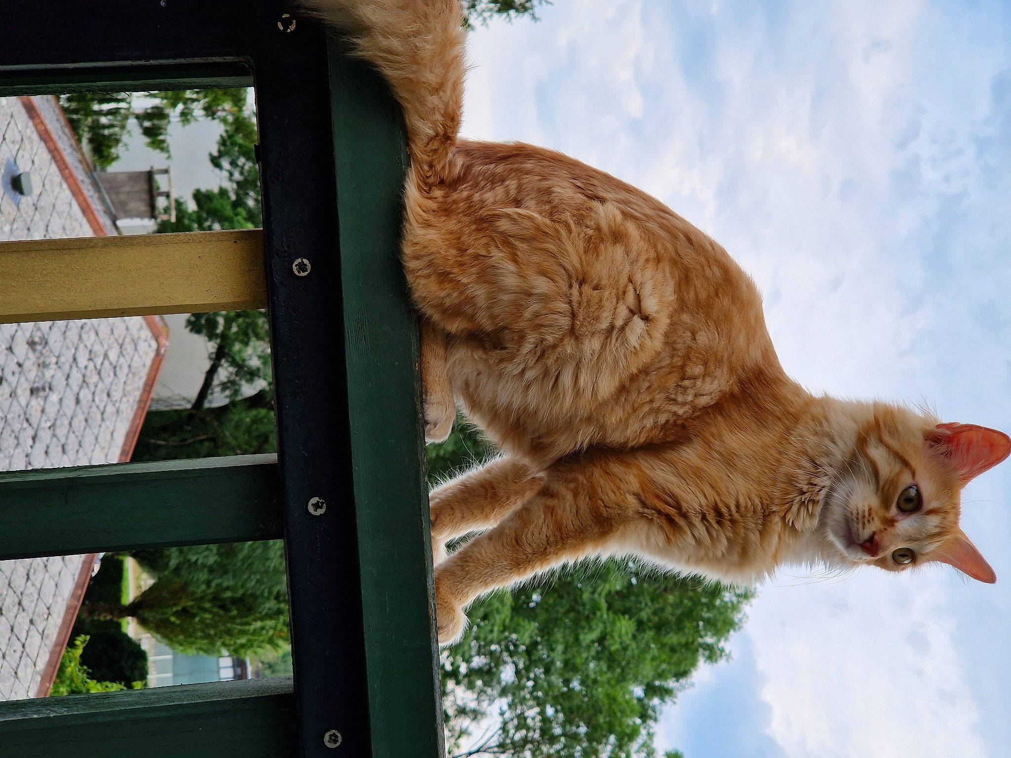 Sako participe au concours pour gagner de l'argent avec cette photo : carnivore, cat, cloud, domestic_short_haired_cat, fawn, felidae, fur, plant, shade, shadow, sky, small_to_medium_sized_cats, snout, tail, tree, trunk, whiskers, wildlife, winter, wood