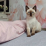Blue a rejoint le concours — aidez-le/la à gagner de superbes lots ! kitten, cat, siamese, blue_eyes, bed, blanket, pink, floral_wall, indoor, pet, cute, animal, feline, curious, young, domestic, soft_texture, home, resting, cozy