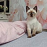 kitten, cat, siamese, blue_eyes, bed, blanket, pink, floral_wall, indoor, pet, cute, animal, feline, curious, young, domestic, soft_texture, home, resting, cozy