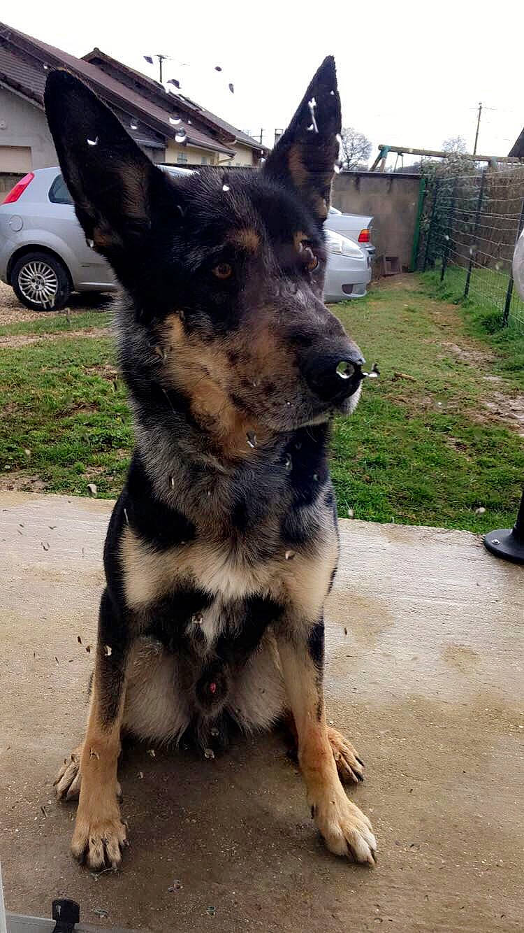 Jocker participe au concours pour gagner de l'argent avec cette photo : car, carnivore, collar, companion_dog, dog, dog_breed, dog_collar, east_european_shepherd, fur, german_shepherd_dog, guard_dog, herding_dog, king_shepherd, plant, snout, tire, vehicle, wheel, working_animal, working_dog