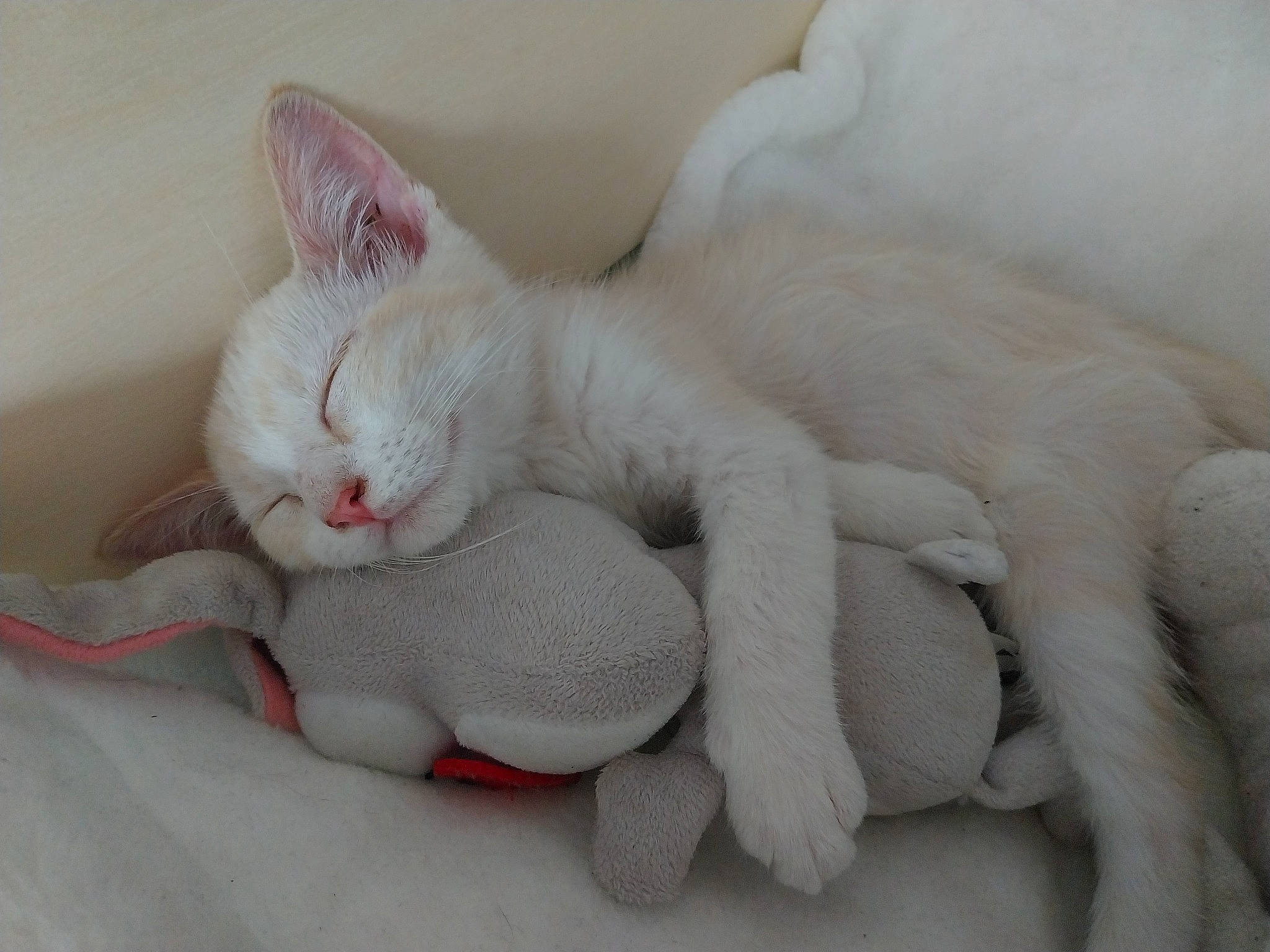 Neko participe au concours pour gagner de l'argent avec cette photo : carnivore, cat, claw, comfort, domestic_short_haired_cat, felidae, fur, nap, paw, sleep, small_to_medium_sized_cats, snout, tail, terrestrial_animal, whiskers