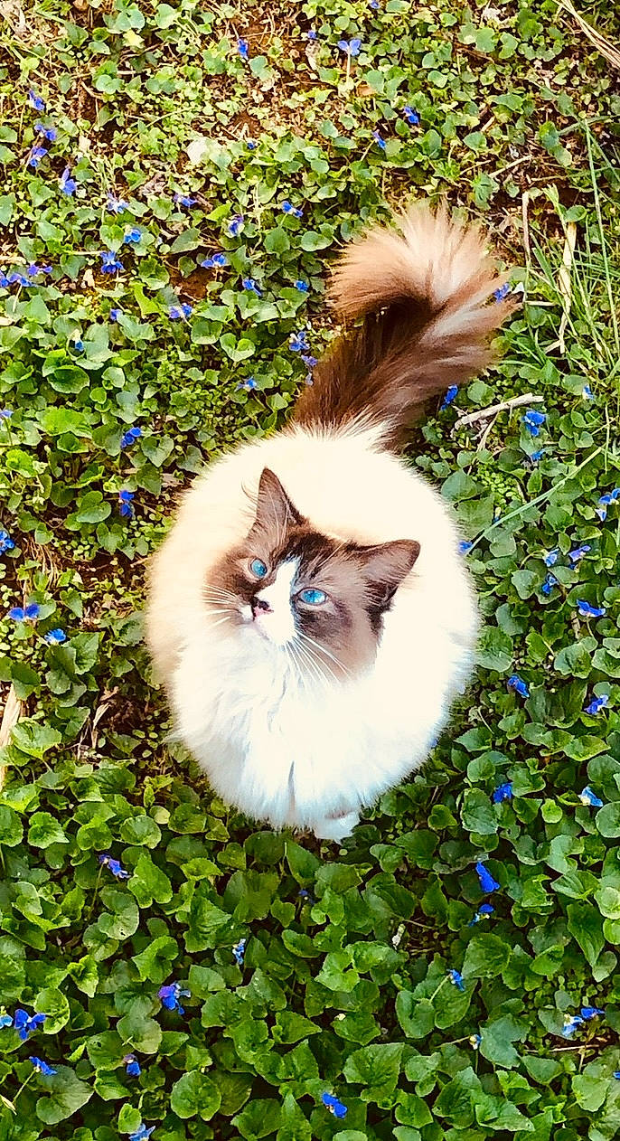 Fluff is registered to the contest to win money with this photo: art, botany, carnivore, cat, fawn, felidae, fur, grass, groundcover, iris, leaf, plant, ragdoll, small_to_medium_sized_cats, snout, spring, tail, terrestrial_animal, tree, whiskers