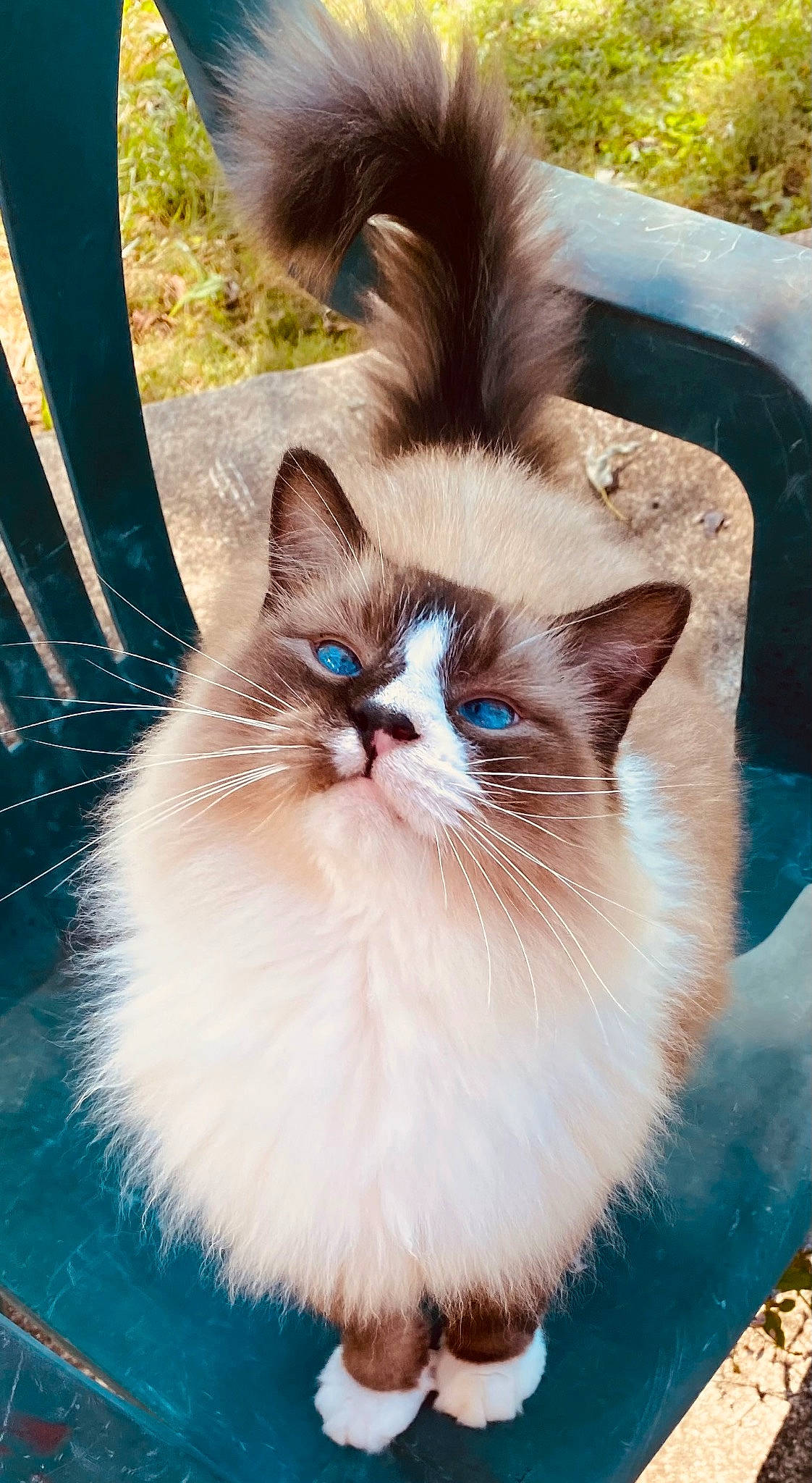 Fluff is registered to the contest to win money with this photo: carnivore, cat, claw, electric_blue, fawn, felidae, fur, grass, paw, photo_caption, plant, small_to_medium_sized_cats, snout, tail, terrestrial_animal, vehicle_registration_plate, whiskers, window