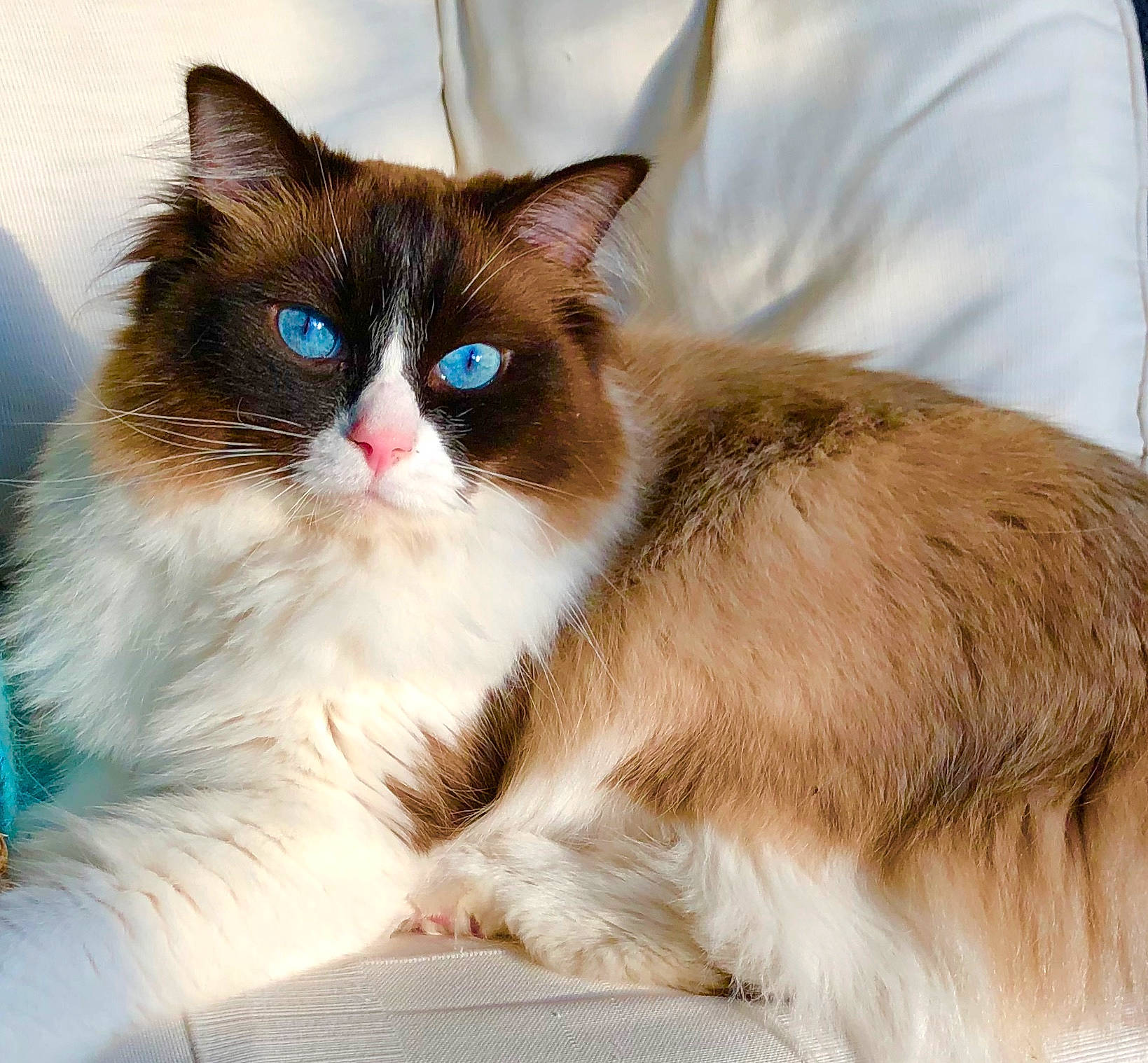 Mclaren joined the competition — help win amazing prizes! carnivore, cat, claw, comfort, domestic_short_haired_cat, eye, fawn, felidae, foot, fur, iris, paw, sitting, small_to_medium_sized_cats, snout, tail, terrestrial_animal, whiskers, window