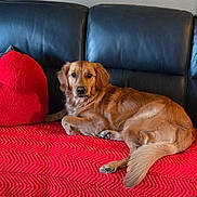 Adeline joined the competition — help win amazing prizes! dog, golden_retriever, couch, red_blanket, heart_pillow, black_leather, pet, indoor, relaxed, furniture, living_room, cozy, canine, animal, resting, cute, domestic, companion, fur, laying_down