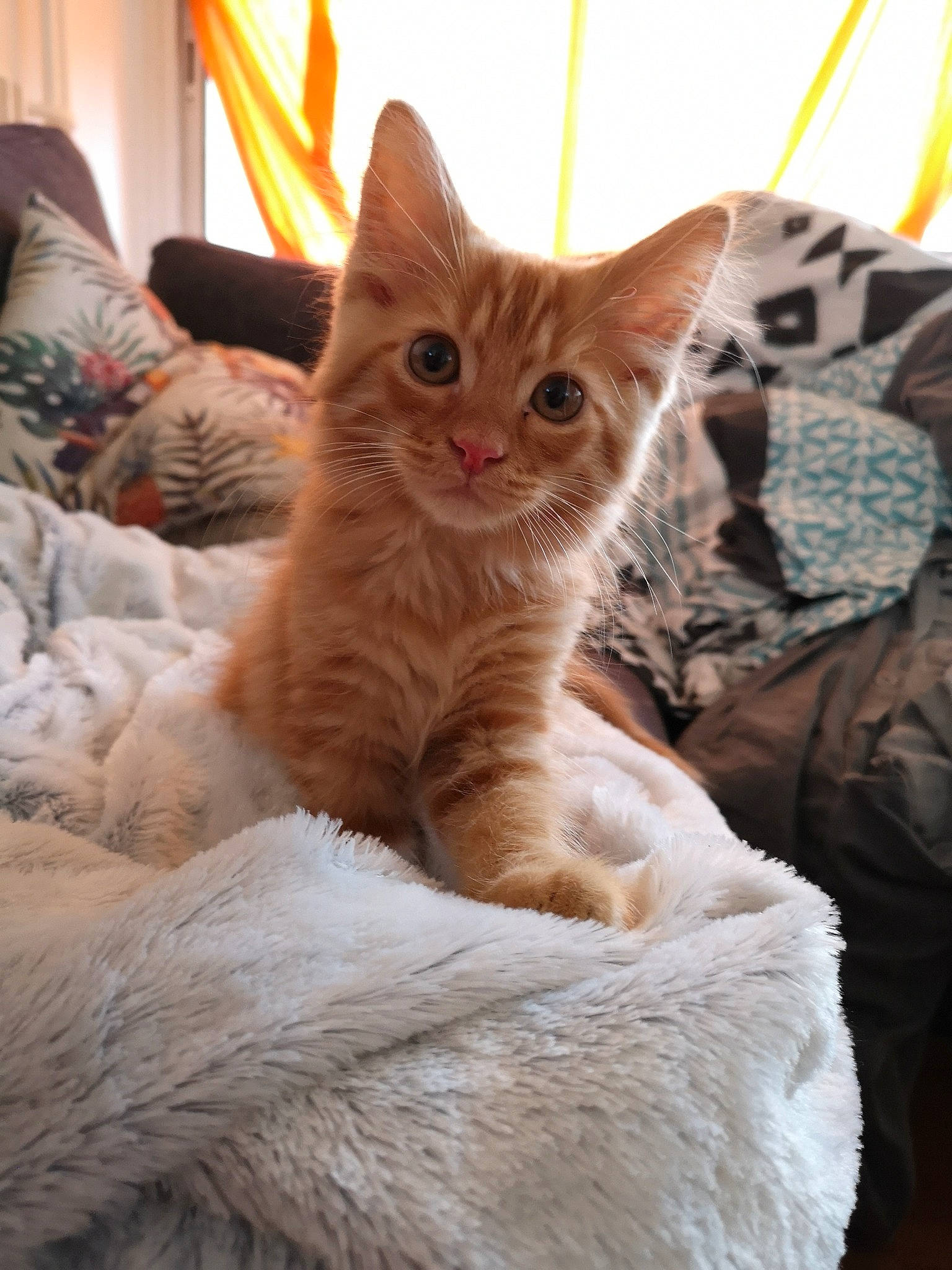 Freyja participe au concours pour gagner de l'argent avec cette photo : bed, carnivore, cat, cat_supply, claw, comfort, couch, domestic_short_haired_cat, eye, fawn, felidae, foot, fur, paw, sitting, small_to_medium_sized_cats, snout, tail, whiskers, wood