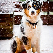 Lemon Tree participe au concours pour gagner de l'argent avec cette photo : dog, puppy, snow, outdoor, pet, tricolor, blue_eyes, fur, collar, tag, falling_snow, cute, sitting, animal, winter, furry, young_dog, paw, nose, ears