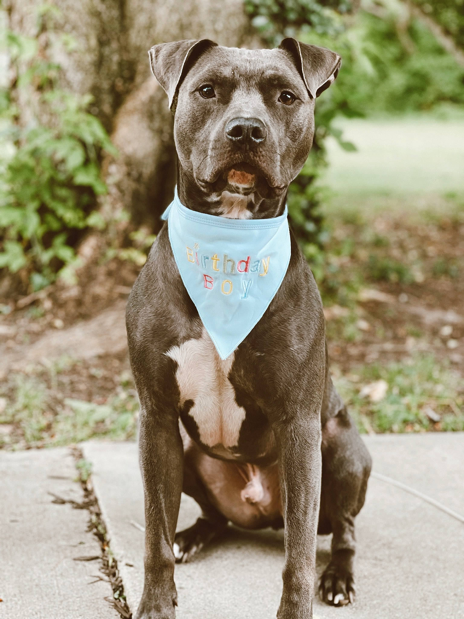 Yeti is registered to the contest to win money with this photo: canidae, carnivore, collar, companion_dog, dog, dog_breed, dog_collar, dog_supply, fawn, hunting_dog, liver, non_sporting_group, pet_supply, plant, snout, sporting_group, tail, terrestrial_animal, working_animal, working_dog