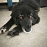 dog, black_dog, pet, animal, indoor, floor, furniture, brown_eyes, lying_down, close_up, curious, fluffy, canine, domestic_animal, resting, looking, calm, room, carpet, paw
