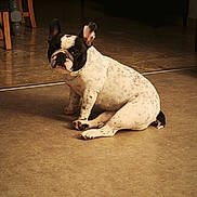 Wickette a rejoint le concours — aidez-le/la à gagner de superbes lots ! dog, french_bulldog, indoor, pet, animal, floor, sitting, brown_floor, black_and_white, curious, home, furniture, ears_up, looking, portrait, companion, cute, domestic, canine, quiet