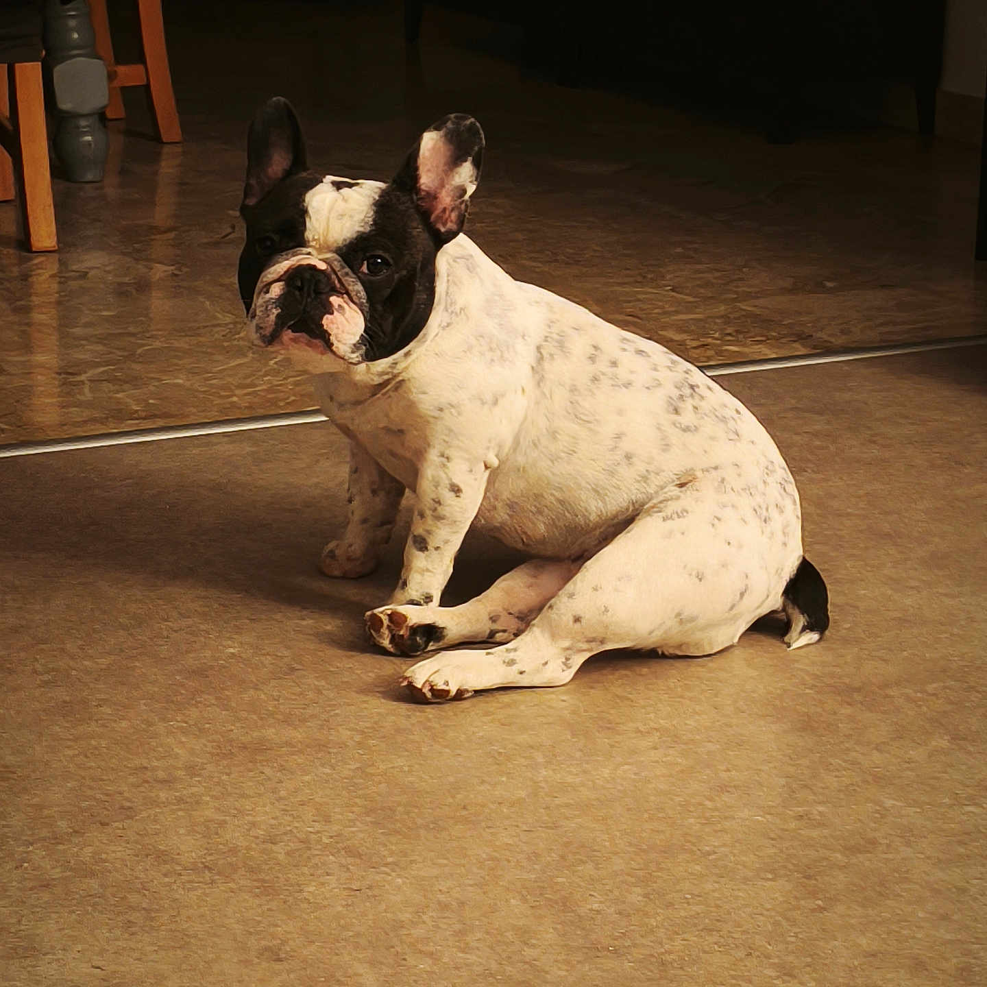 Wickette a rejoint le concours — aidez-le/la à gagner de superbes lots ! dog, french_bulldog, indoor, pet, animal, floor, sitting, brown_floor, black_and_white, curious, home, furniture, ears_up, looking, portrait, companion, cute, domestic, canine, quiet