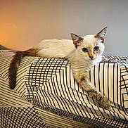 Bella a rejoint le concours — aidez-le/la à gagner de superbes lots ! cat, sofa, indoor, animal, pet, feline, relaxed, curious, patterned_fabric, geometric_pattern, tail, ears, whiskers, light, lamp, home, furniture, resting, cute, domestic