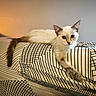 cat, sofa, indoor, animal, pet, feline, relaxed, curious, patterned_fabric, geometric_pattern, tail, ears, whiskers, light, lamp, home, furniture, resting, cute, domestic