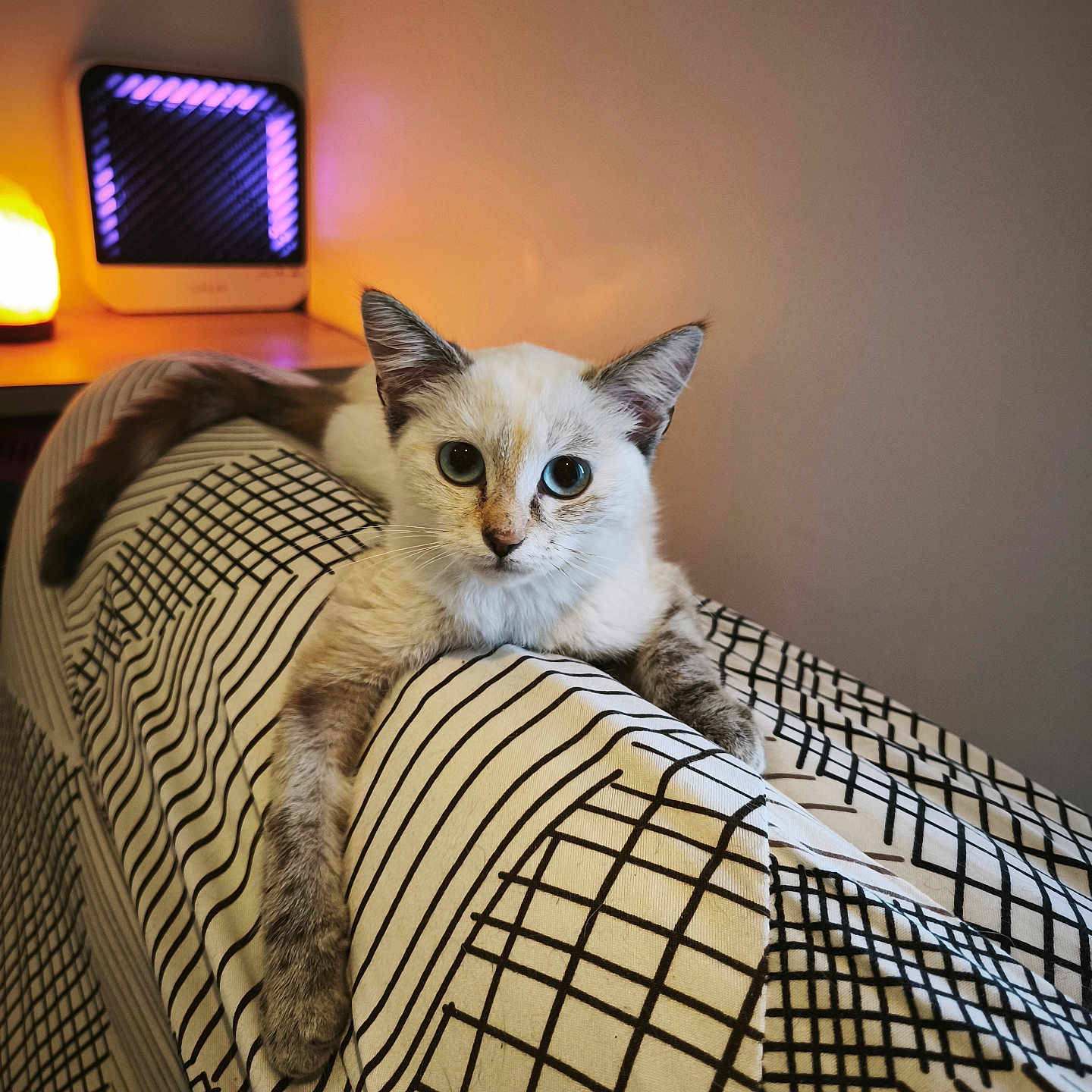 Bella