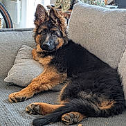 Anouck participe au concours pour gagner de l'argent avec cette photo : animal, bicycle, carpet, couch, cozy, curious, decor, dog, fur, german_shepherd, home, indoor, paw, pet, pillow, puppy, relaxed, snack, tail, window