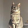 cat, tabby, pet, animal, feline, sitting, indoor, desk, papers, books, fur, whiskers, ears, portrait, looking, curious, home, light, shadow, calm