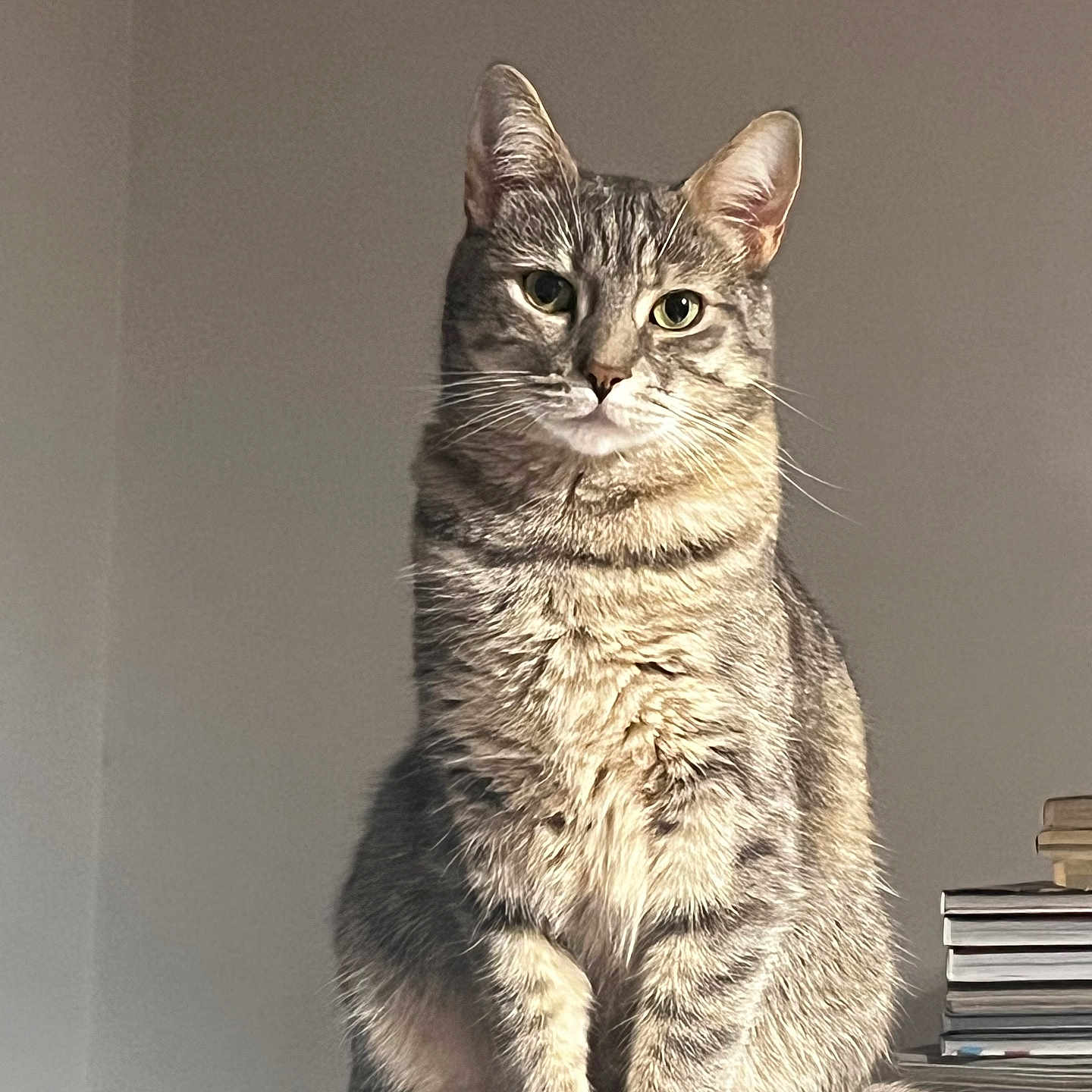 Moon participe au concours pour gagner de l'argent avec cette photo : cat, tabby, pet, animal, feline, sitting, indoor, desk, papers, books, fur, whiskers, ears, portrait, looking, curious, home, light, shadow, calm