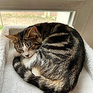 Isis a rejoint le concours — aidez-le/la à gagner de superbes lots ! cat, tabby, sleeping, curled_up, fluffy_bed, window, indoor, pet, feline, striped, resting, cozy, fur, whiskers, tail, natural_light, quiet, domestic_animal, relaxing, soft_texture