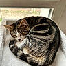 cat, tabby, sleeping, curled_up, fluffy_bed, window, indoor, pet, feline, striped, resting, cozy, fur, whiskers, tail, natural_light, quiet, domestic_animal, relaxing, soft_texture