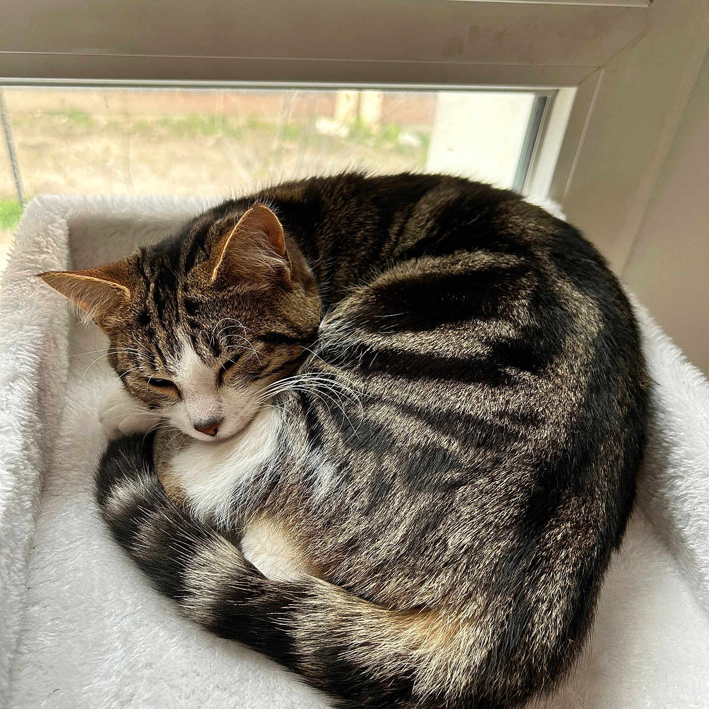 Isis a rejoint le concours — aidez-le/la à gagner de superbes lots ! cat, tabby, sleeping, curled_up, fluffy_bed, window, indoor, pet, feline, striped, resting, cozy, fur, whiskers, tail, natural_light, quiet, domestic_animal, relaxing, soft_texture