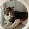 cat, tabby, pet, animal, feline, resting, cozy, soft, bed, indoor, cute, winking, fur, whiskers, paw, sleepy, comfort, circular, domestic, cute_pet