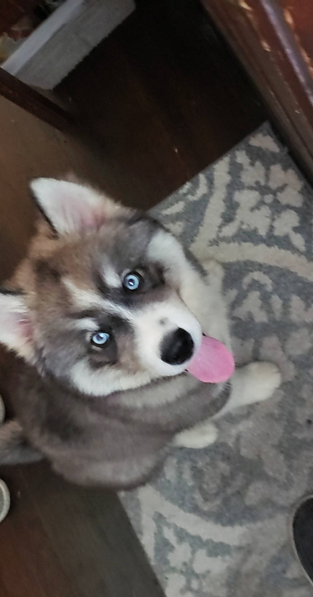 Maverick joined the competition — help win amazing prizes! canidae, carnivore, companion_dog, dog, dog_breed, dog_supply, eye, fawn, flooring, fur, hardwood, iris, non_sporting_group, pet_supply, snout, terrestrial_animal, toy_dog, whiskers, working_animal, working_dog