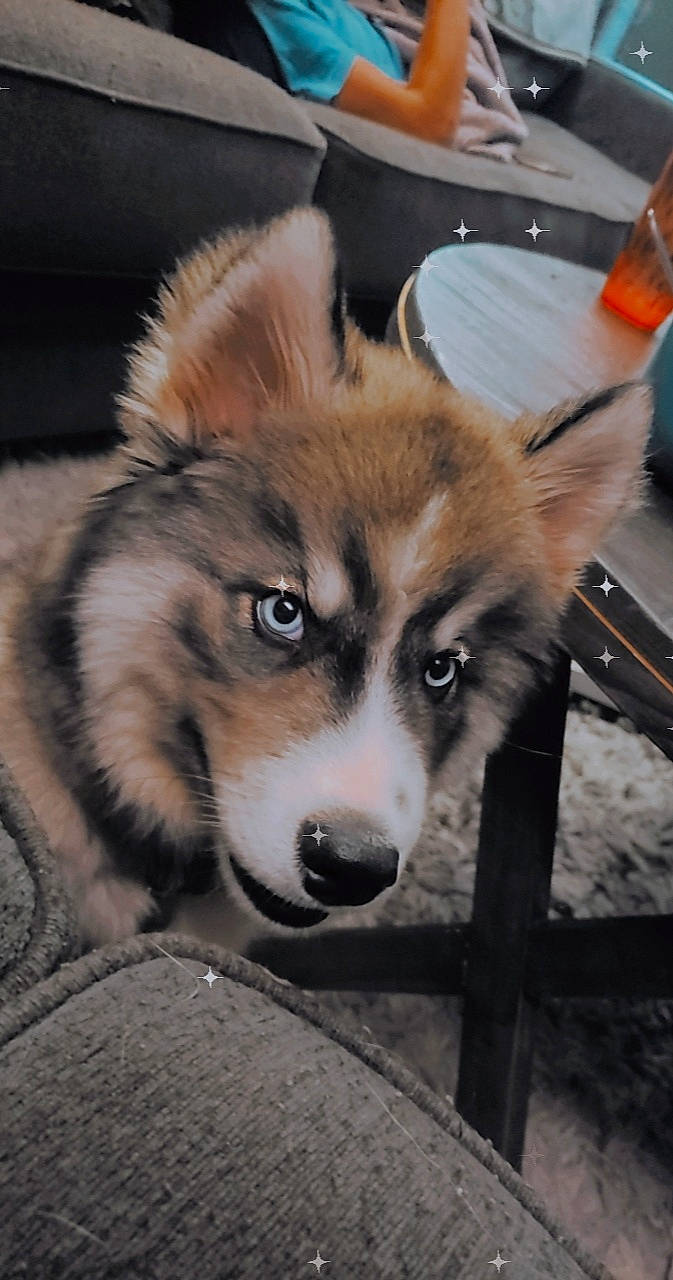 Maverick is registered to the contest to win money with this photo: ancient_dog_breeds, canidae, canis, carnivore, companion_dog, dog, dog_breed, fawn, fur, herding_dog, sled_dog, snout, sporting_group, tail, terrestrial_animal, tire, whiskers, wildlife, working_animal, working_dog