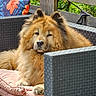 animal, brown_fur, canine, chair, cushion, dog, domestic_animal, fluffy, furniture, garden, nature, outdoor, pet, pillow, portrait, relaxed, resting, summer, sunlight, wooden_fence