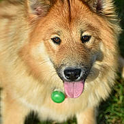 Poupette a rejoint le concours — aidez-le/la à gagner de superbes lots ! dog, tongue_out, green_tag, fluffy, golden_fur, pet, animal, grass, outdoor, happy, mammal, cute, playful, canine, fur, collar, nature, friendly, closeup, summer
