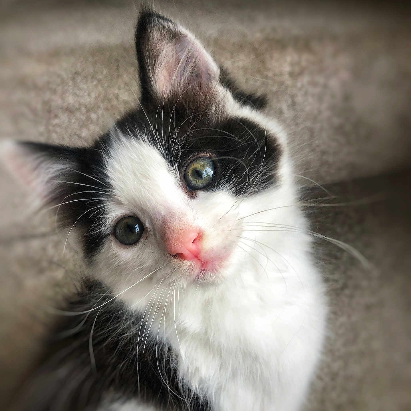 Fluffy is registered to the contest to win money with this photo: adorable, animal, black_and_white, cat, close_up, curious, cute, domestic_cat, feline, fluffy, fur, green_eyes, indoor, kitten, pet, pink_nose, portrait, soft_focus, whiskers, young
