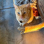Vago is registered to the contest to win money with this photo: bench, blanket, blue_eye, boot_prints, cat, concrete_floor, cozy, curious, feline, glove, gray_blanket, green_eye, heterochromia, indoor, orange_cat, orange_glove, pet, shadow, sunlight, wooden_bench