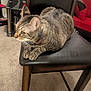 animal, carpet, cat, chair, collar, domestic, ears, feline, four_legs, fur, furniture, home, indoor, leather, pet, red_couch, resting, side_view, tabby, whiskers