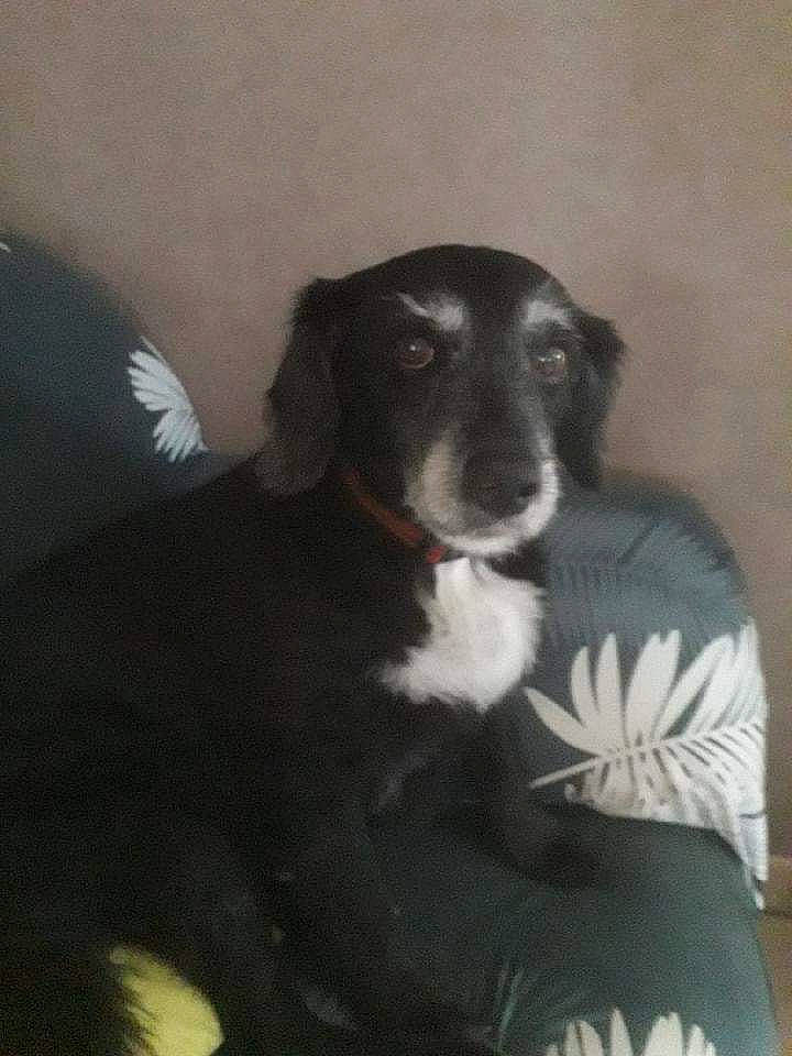 ébène a rejoint le concours — aidez-le/la à gagner de superbes lots ! borador, canidae, carnivore, comfort, companion_dog, dog, dog_breed, fur, gun_dog, hunting_dog, sitting, snout, sporting_group, terrestrial_animal, whiskers, working_animal