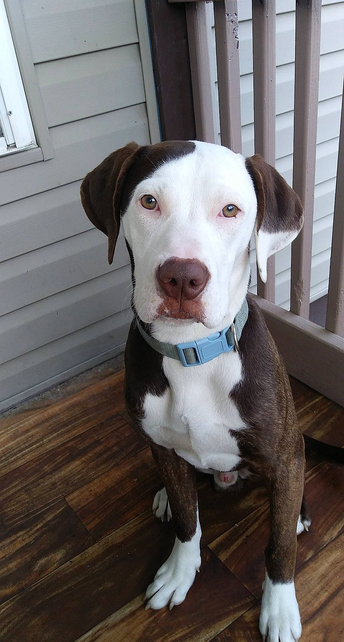 Carlos is registered to the contest to win money with this photo: canidae, carnivore, collar, companion_dog, dog, dog_breed, dog_collar, fawn, fur, hardwood, leash, liver, pet_supply, snout, sporting_group, varnish, whiskers, window, wood, working_animal