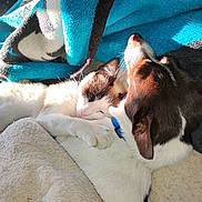 Sapphire is registered to the contest to win money with this photo: cat, dog, blanket, snuggling, sleeping, cozy, sunlight, pet, fur, animal, resting, closeup, indoor, companion, cute, relaxing, friendship, warm, soft, comfort