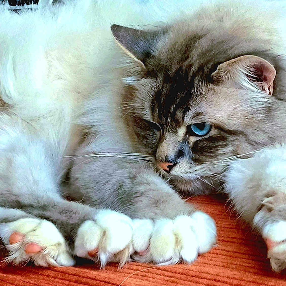 Tiga a rejoint le concours — aidez-le/la à gagner de superbes lots ! angora, animal, cat, couch, electronics, face, furniture, hardware, hardwood, head, indoors, kitten, manx, person, pet, photography, portrait, siamese, sleeping, wood