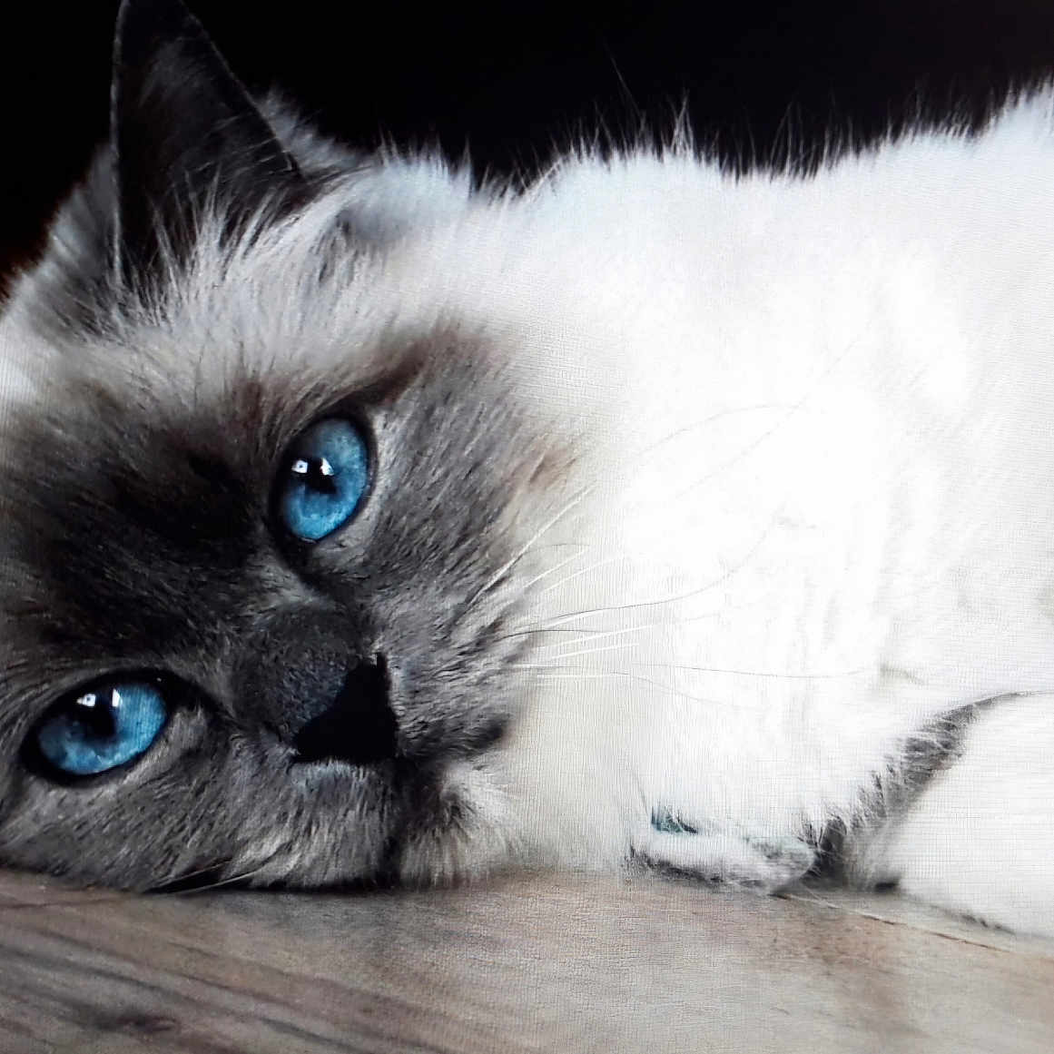 Majestie