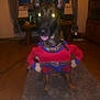 animal, black, brown, carpet, collar, costume, curtains, dog, evening, funny, furniture, glowing_eyes, home, indoor, muscular_arms, pet, smiling, superhero_costume, table, window